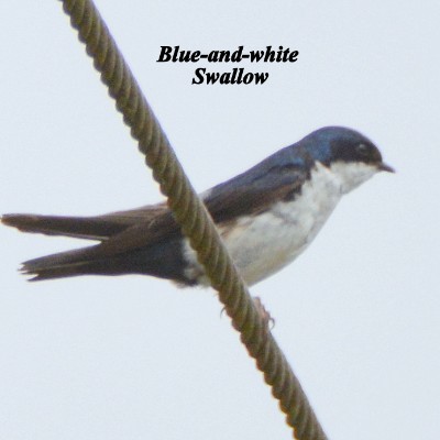 Blue-and-white Swallow